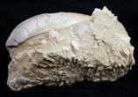 Miocene Aged Clam Fossil - France #10325-2